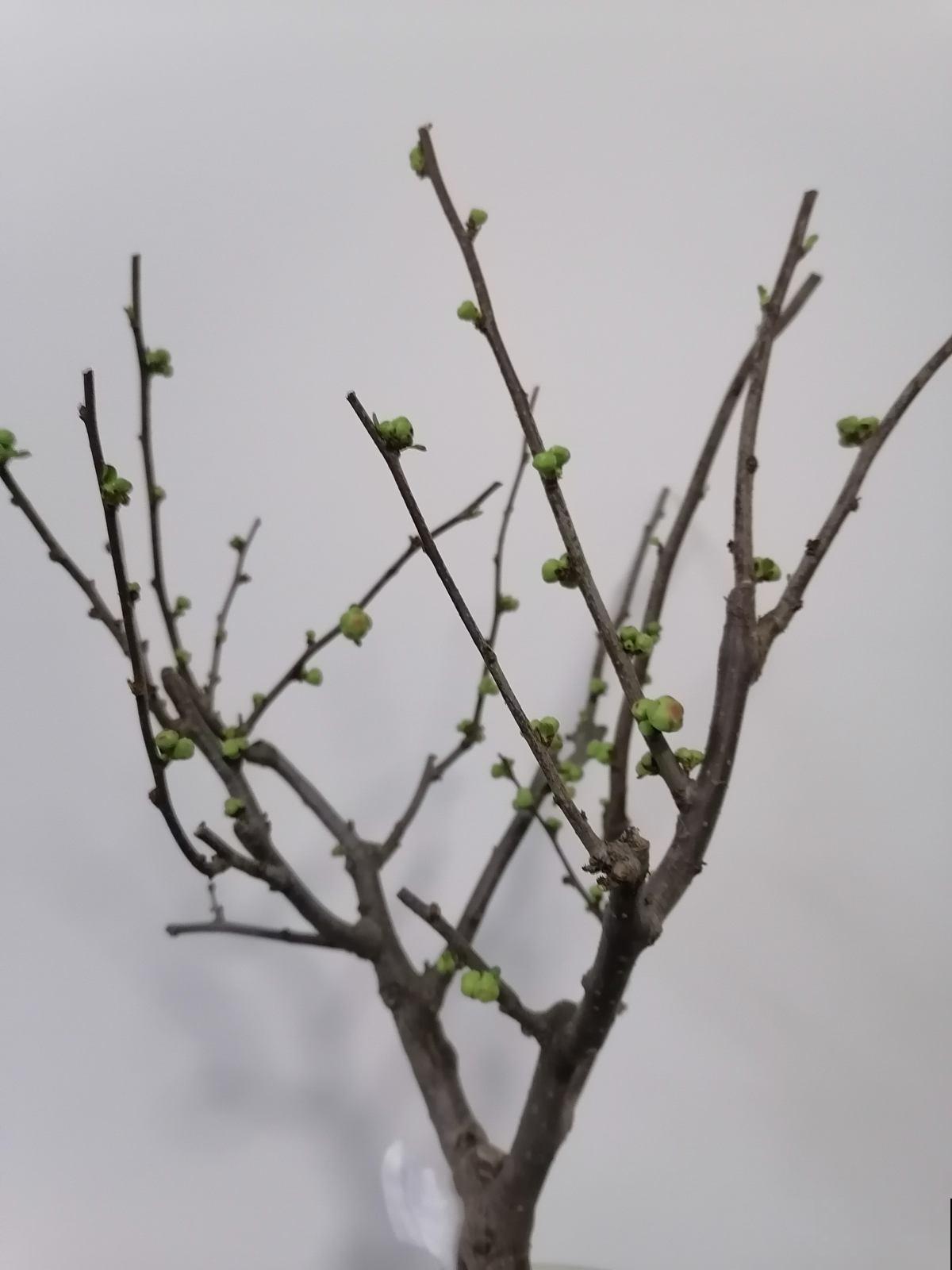 价格很高的年货花,贵气十足,买的人一定家里有矿 价格很高的年货花,贵气十足,买的人一定家里有矿