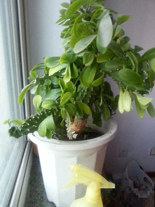 去年楼下捡了一棵“怪植物”，精心养了一年，昨天有人出价5万