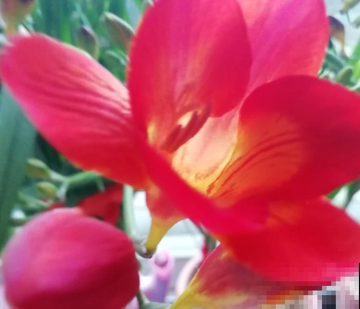 一种兰满屋飘香,开花又多又精致,被称作“活香水” 一种兰满屋飘香,开花又多又精致,被称作“活香水”