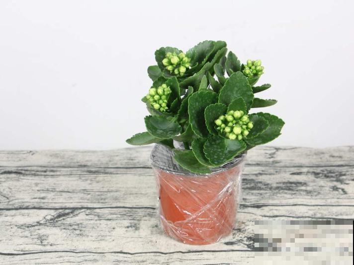 记住养花3要点，叶子不黄，满盆绿色，生机勃勃长得壮