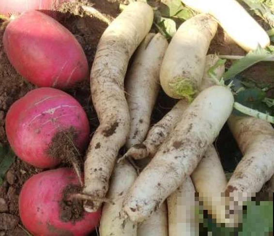 白萝卜苗移栽,注意这4点,轻松提高移栽成活率 白萝卜苗移栽,注意这4点,轻松提高移栽成活率