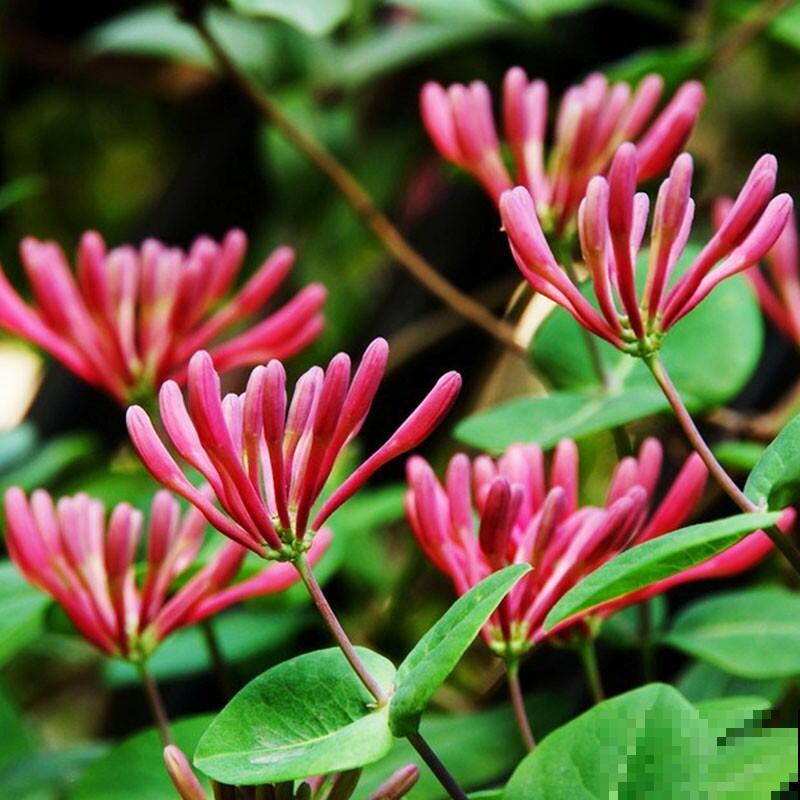 家里养盆新型品种金银花，下个月开出三色花瀑布，满院子飘香