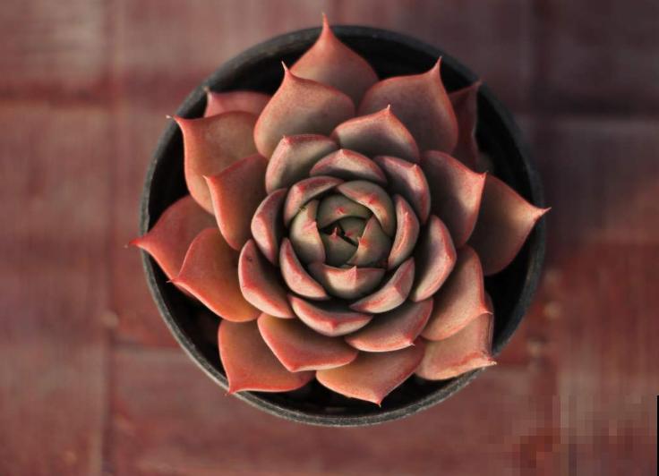 家里养多肉，遇到叶片干瘪，注意这3点轻松解决