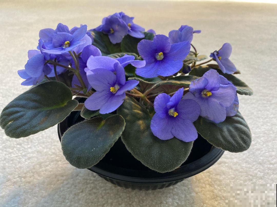 初春去花市,4种花再便宜也不要买,买回家养不了多久就死 初春去花市,4种花再便宜也不要买,买回家养不了多久就死