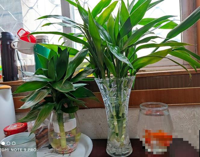 吉祥平安的观音竹，插水里呼呼长叶，还有健康好兆头