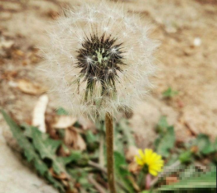 草地里的蒲公英，家里也能种植，掌握好养护方法，养护也能变简单