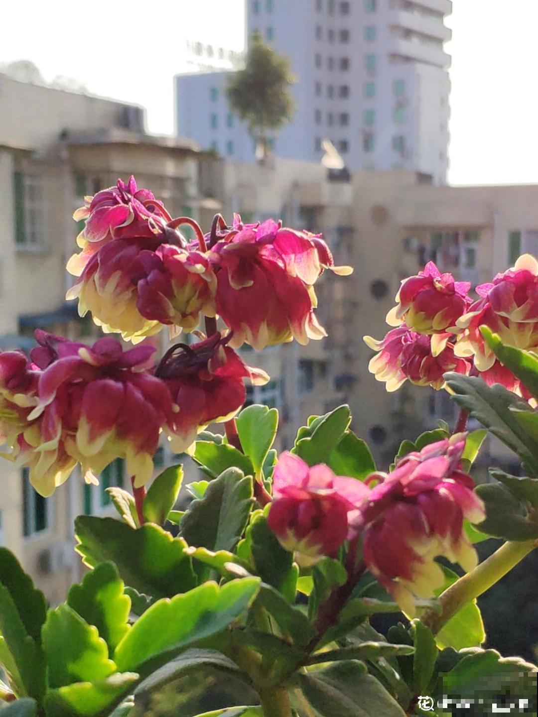 家里养盆“宫灯花”，密密麻麻全是花，能开3个月！