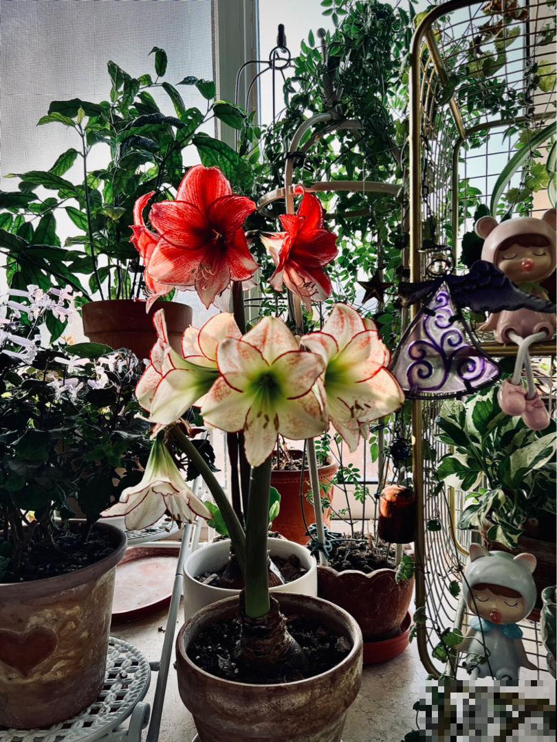 想在家里打造一个小花园，这6个方法要收藏，家里也变小花园