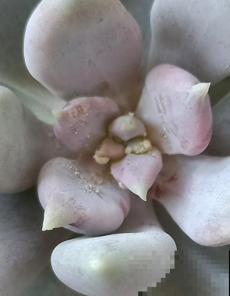 养花生虫不断,3个民间笨方法,杀虫安全又放心 养花生虫不断,3个民间笨方法,杀虫安全又放心