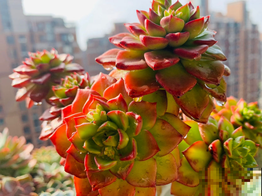 3种多肉色彩相当丰富，漂亮又好养，分分钟治愈你的心