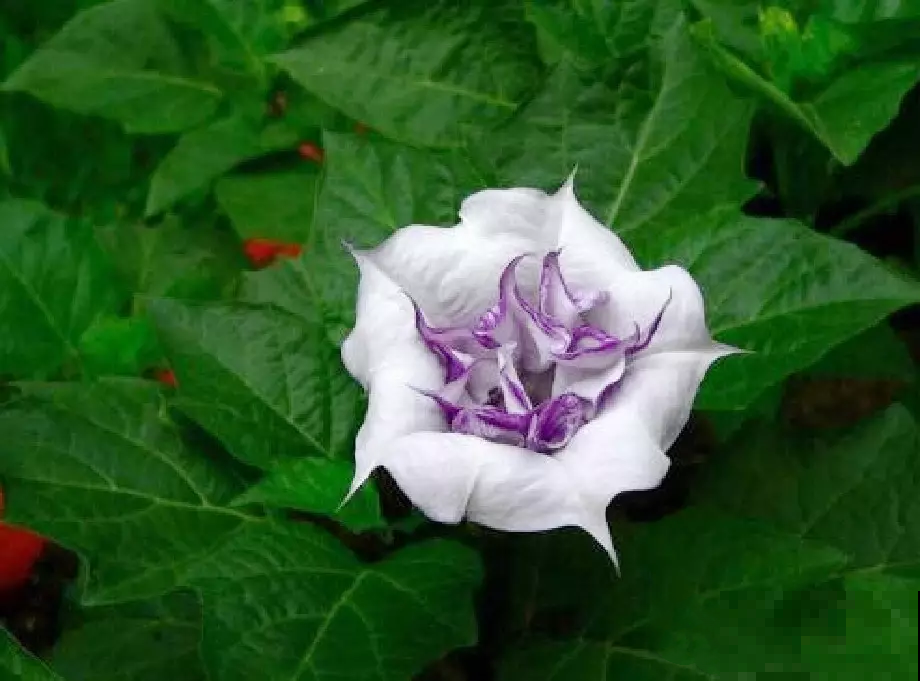 春天路边开满花，30种花能认识一半，就是植物大神