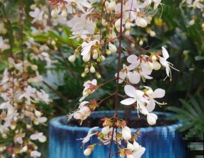 垂枝茉莉要想开花，除了养护年限，还要注意这3点