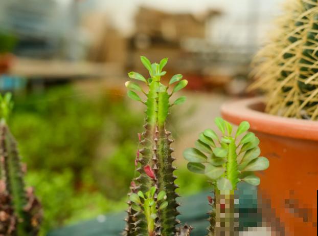 龙骨长太高,多半是徒长了,多晒太阳就可避免徒长 龙骨长太高,多半是徒长了,多晒太阳就可避免徒长