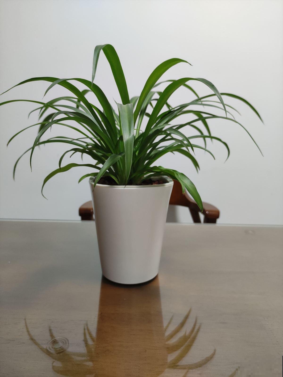 4种花自带财运，春天换换盆，长势更旺盛