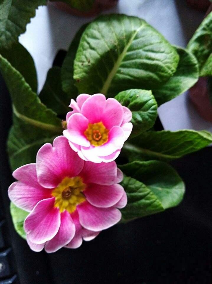 3块钱的年宵花，能一直开花到春天，10块钱就能打造小花园