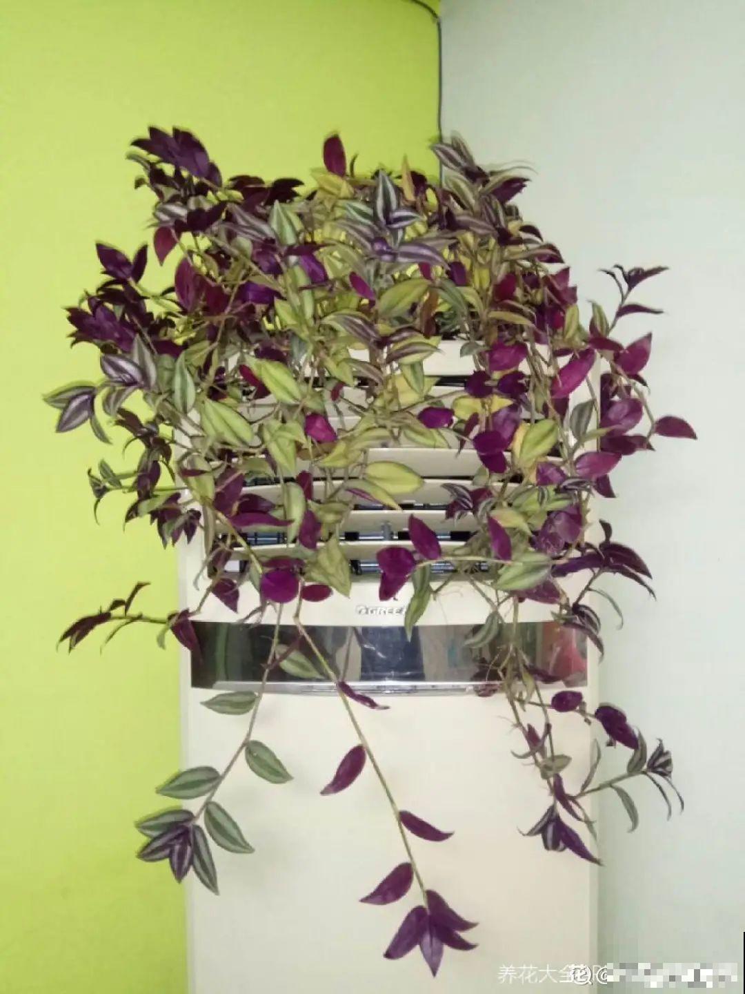 家里的花别乱放，放错地方，容易把花养死！