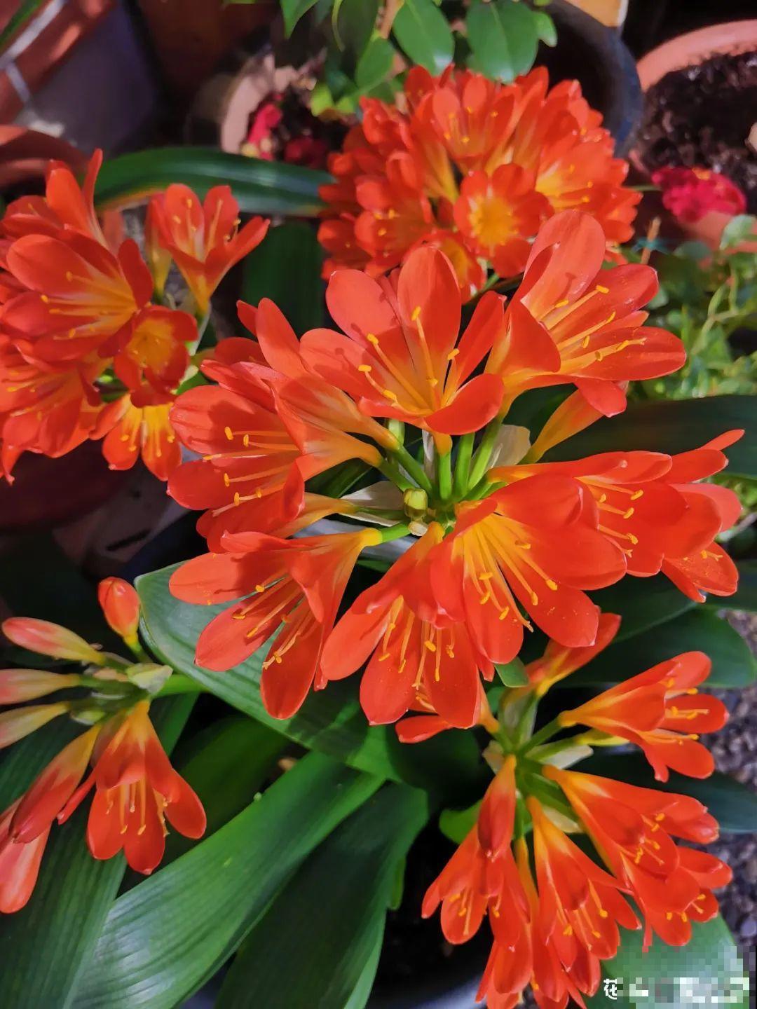 君子兰喝点油,爆花效果好,年年开出大花球 君子兰喝点油,爆花效果好,年年开出大花球