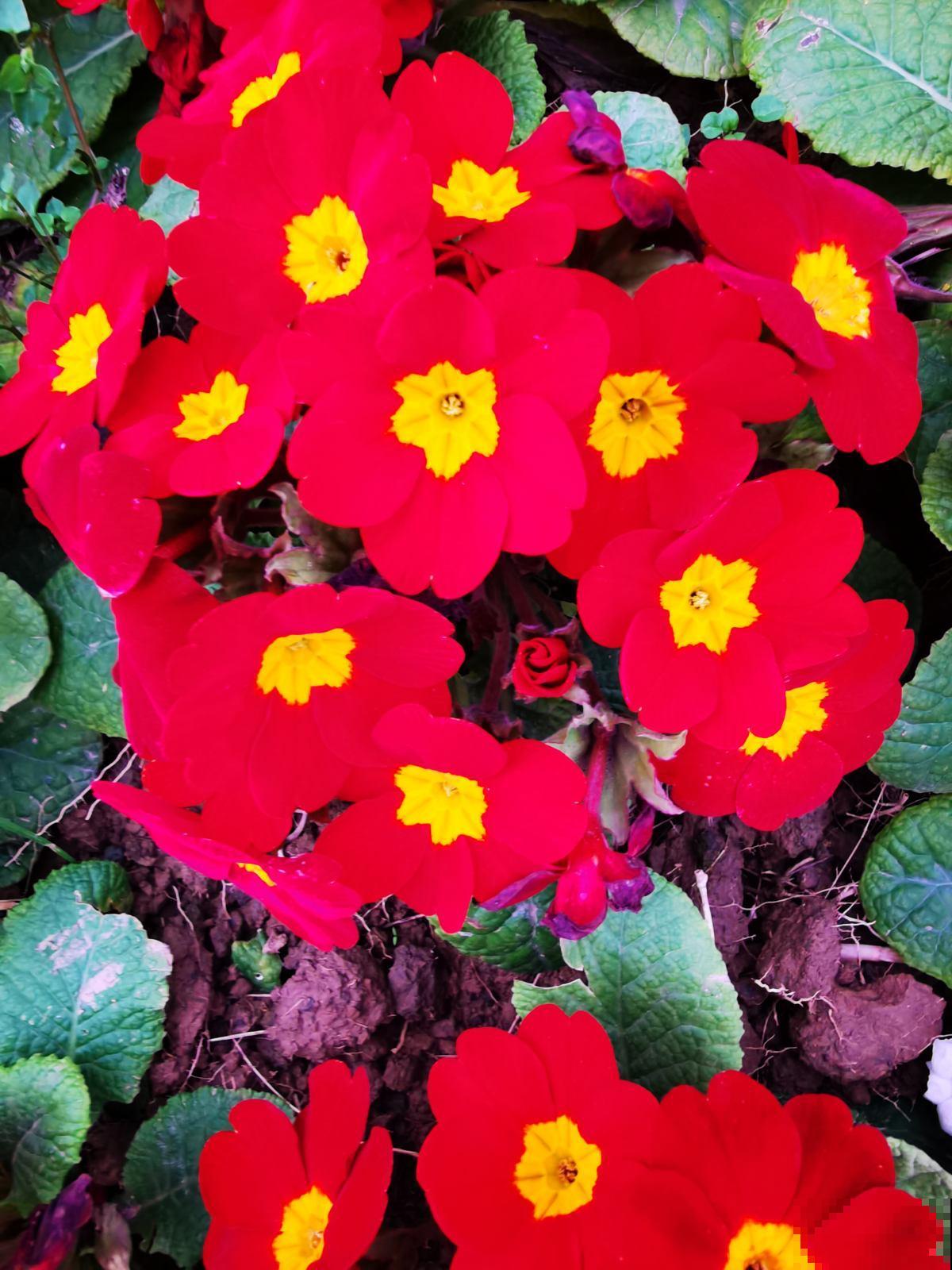 一盆年宵花就5块钱，还特别好养，不买就要吃亏