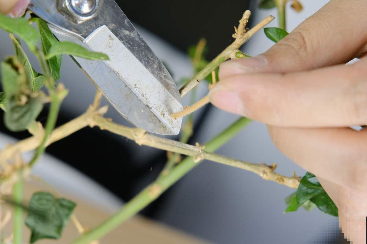 冬天“半死不活”的花,一剪子下去“起死回生”,修剪千万别心软 冬天“半死不活”的花,一剪子下去“起死回生”,修剪千万别心软