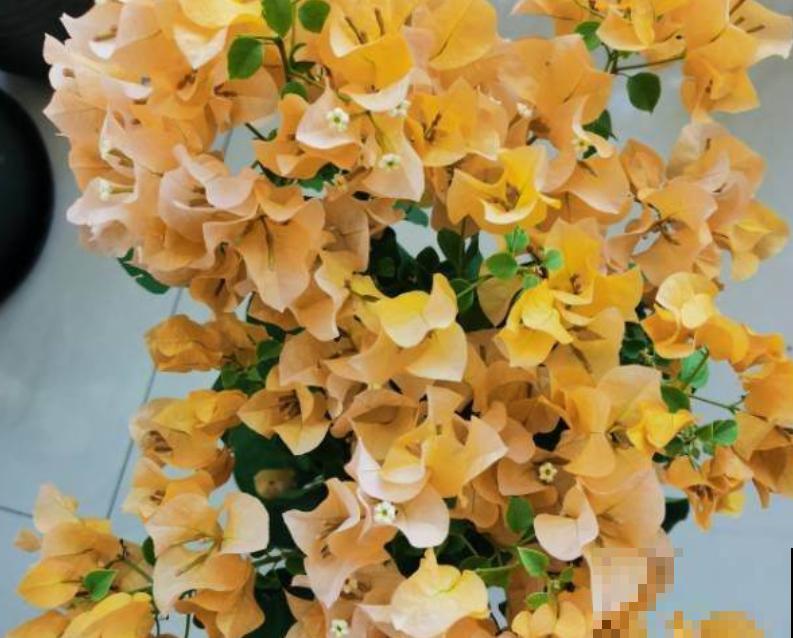 春天想让三角梅爆开花,要注意5点养护,阳台变花园 春天想让三角梅爆开花,要注意5点养护,阳台变花园