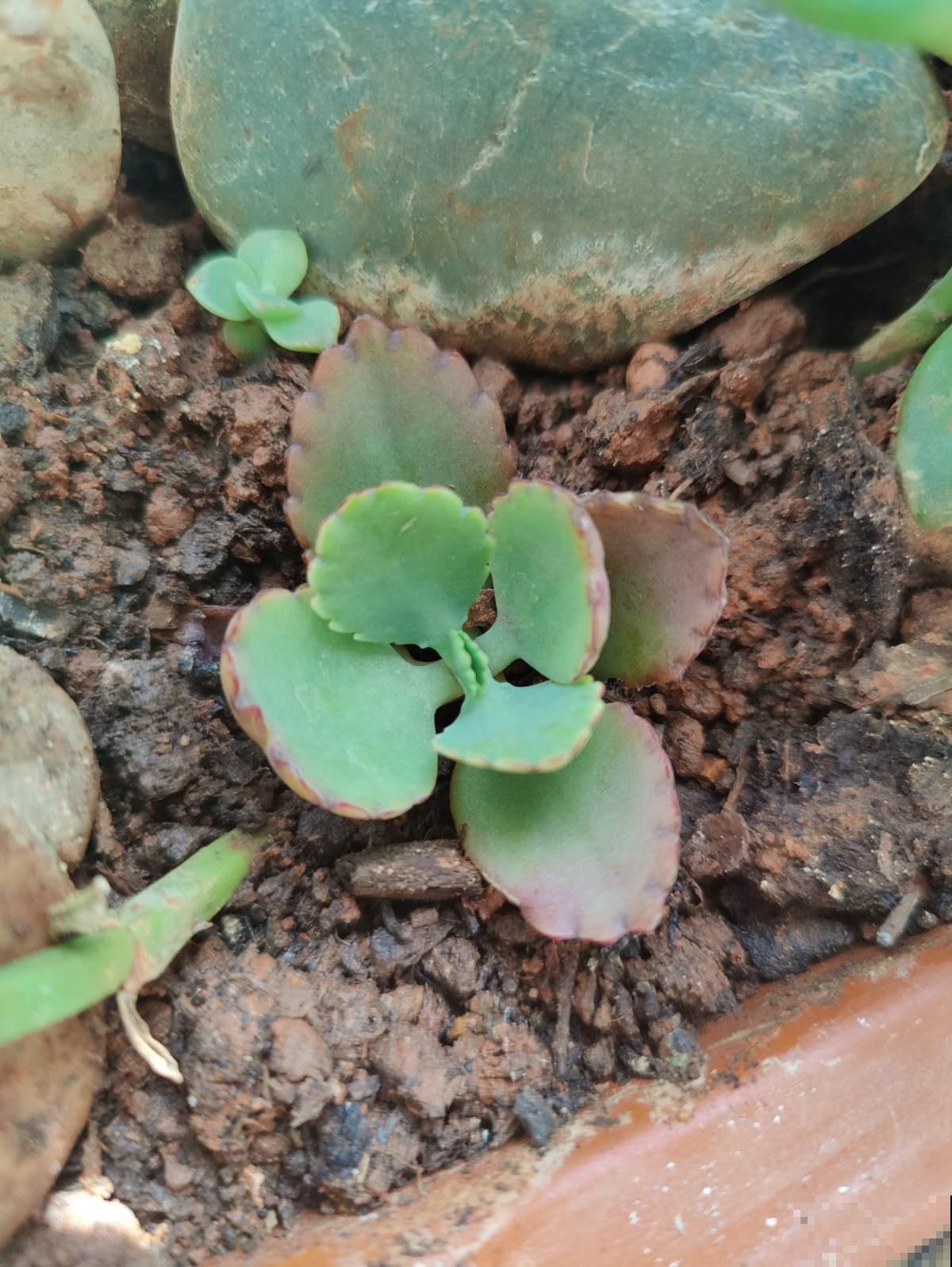 3种入侵植物,落地就生根,拔了还能长,太容易泛滥 3种入侵植物,落地就生根,拔了还能长,太容易泛滥