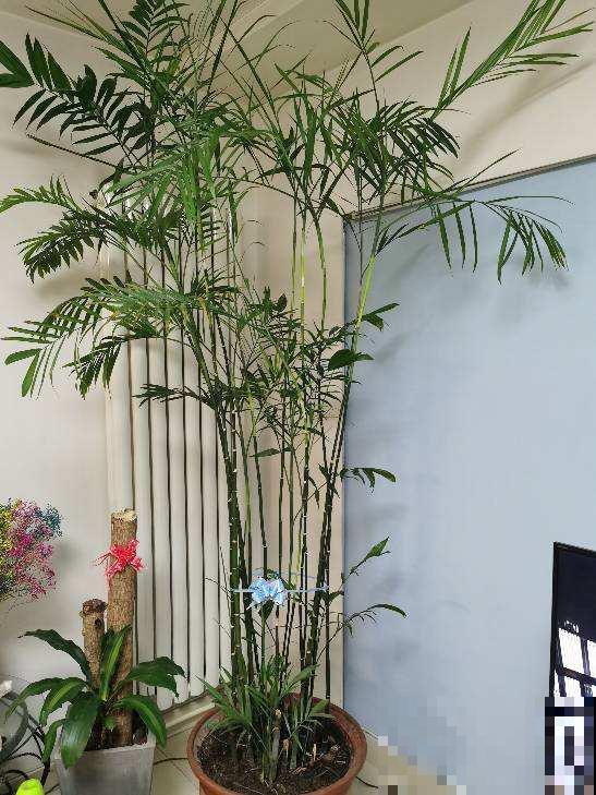 岁寒三友，养在家好贵气，冬天无可替代