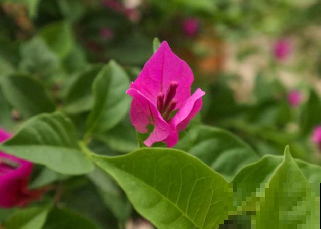 四季常开的花，常见的有这5种，养殖简单容易爆盆