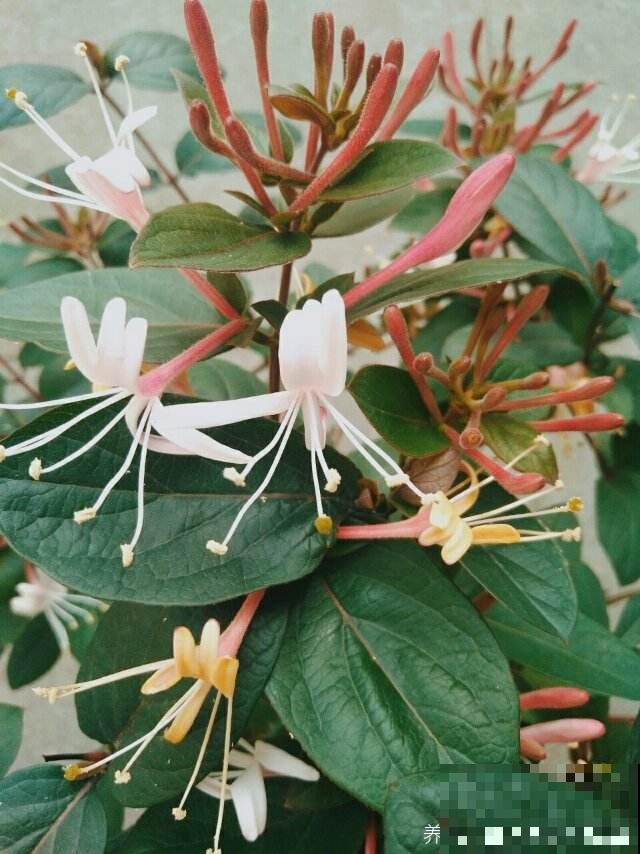 春燥容易上火，家里养一盆金银花，寓意好还养人