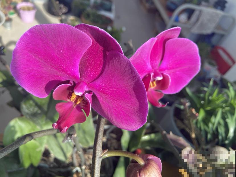 5种花正月快修剪,错过修剪,一年不开花 5种花正月快修剪,错过修剪,一年不开花