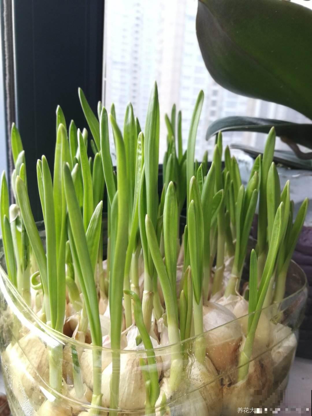 土里埋个蒜瓣，3天出芽，半个月长蒜苗，养花也好用