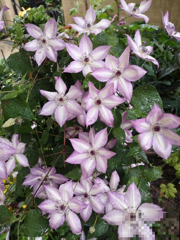 春天花园里的快乐，铁线莲该上场了，种在阳台庭院都合适