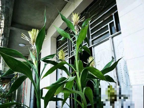 老人常说,6种吉祥花,轻易不开花,开花据说有好运 老人常说,6种吉祥花,轻易不开花,开花据说有好运