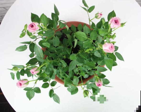 枝条枝接方法，主要有这3种，学会在家也能操作