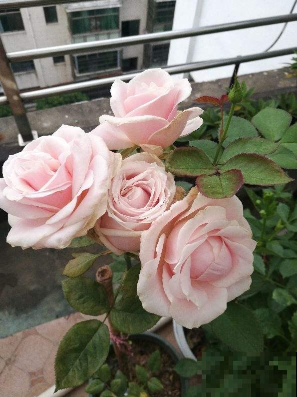 春天一到，10种常见月季，浓香又爆花，赶紧养起来