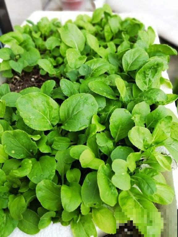 花盆里就能种的蔬菜，7天发芽，一个月就能吃，冬天买菜不出门