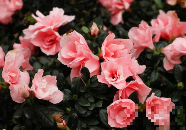 2种植物傻傻分不清，开花各有各的美，越养越上瘾