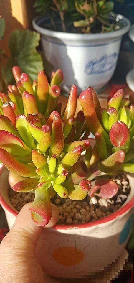 适合春天养的“金钱花”，狂冒小金芽，有招财好兆头