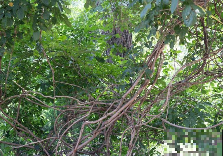 “家有紫藤，世代不穷”，记住3要点，紫藤一盆变多盆