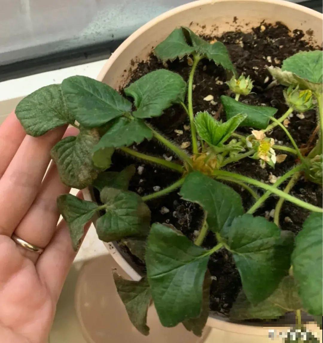 春天请个“护花神”,杀虫效果好,安全放心无污染 春天请个“护花神”,杀虫效果好,安全放心无污染