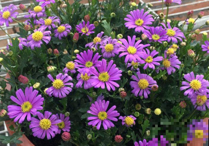 荷兰菊花苞枯萎，主要和这4点有关，学会养殖不出问题