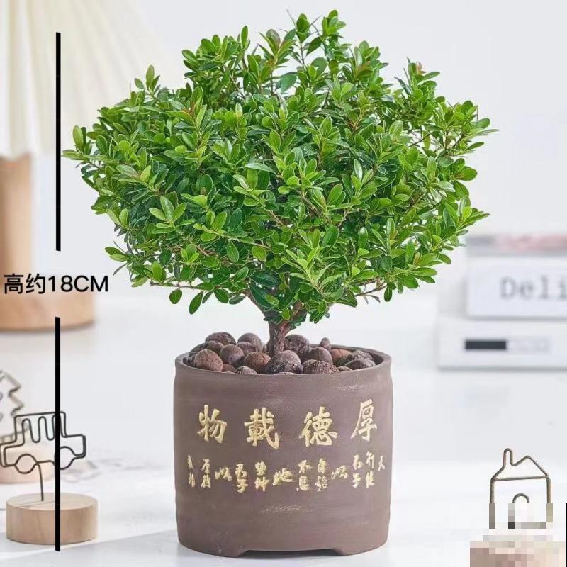 路边常见的一种绿植,养护起来特简单,绿油油四季常青 路边常见的一种绿植,养护起来特简单,绿油油四季常青