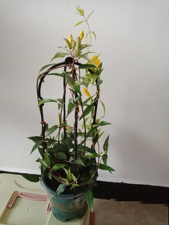 漂亮的花不是有毒就是有刺，7种不宜居家的花卉，养了赶紧搬走