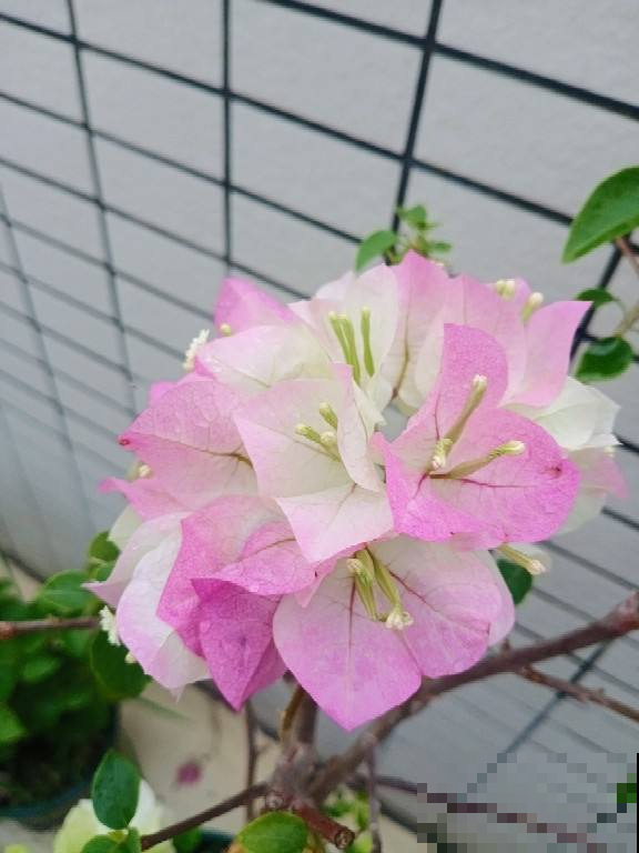 南方一种花,一年四季开花,种一棵真是赚大了 南方一种花,一年四季开花,种一棵真是赚大了