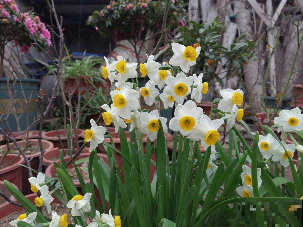 过年家里养盆“香水花”，根本不用喷香水，还能杀菌净化空气