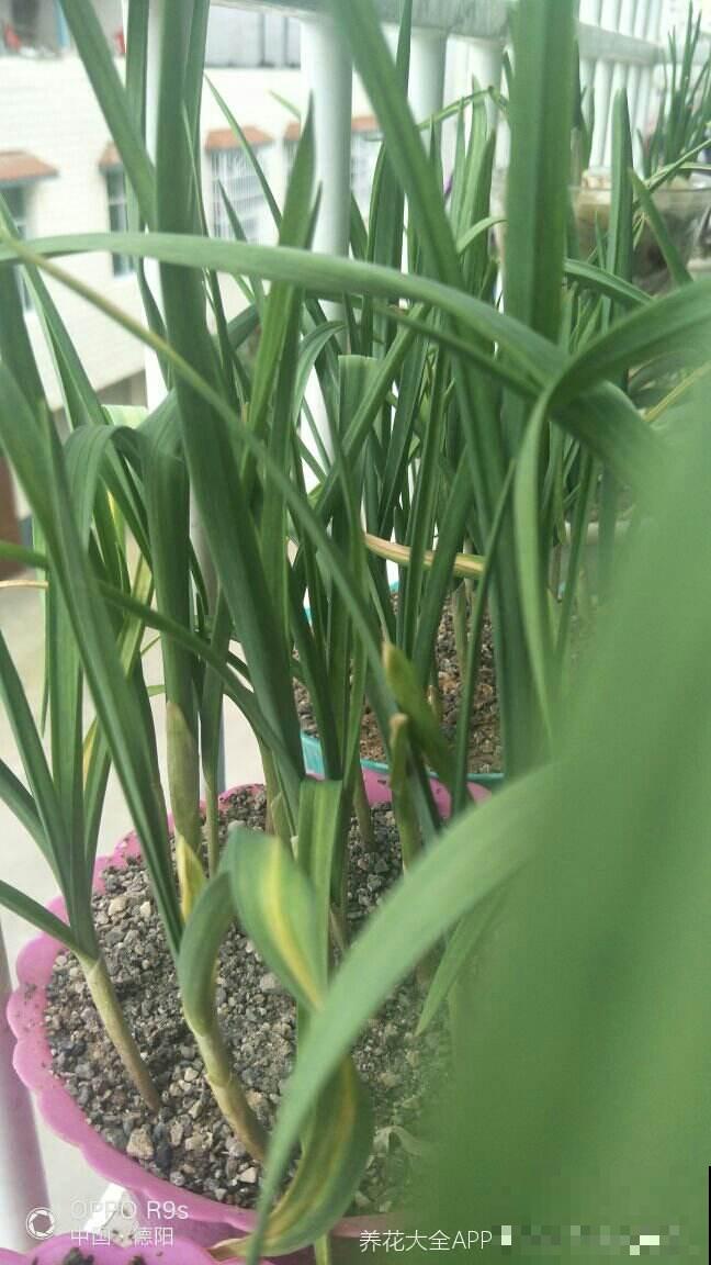 土里埋个蒜瓣，3天出芽，半个月长蒜苗，养花也好用