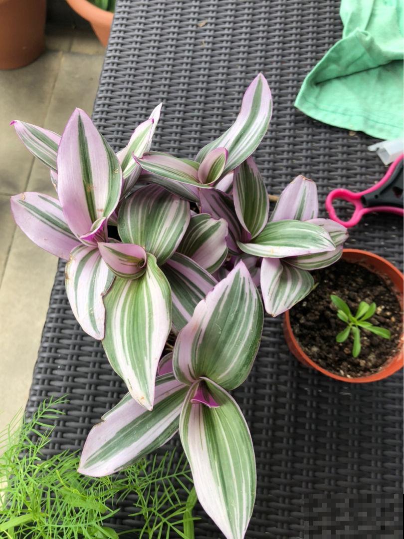 不开花的4种植物，叶子一点也不输花，养起来还超简单