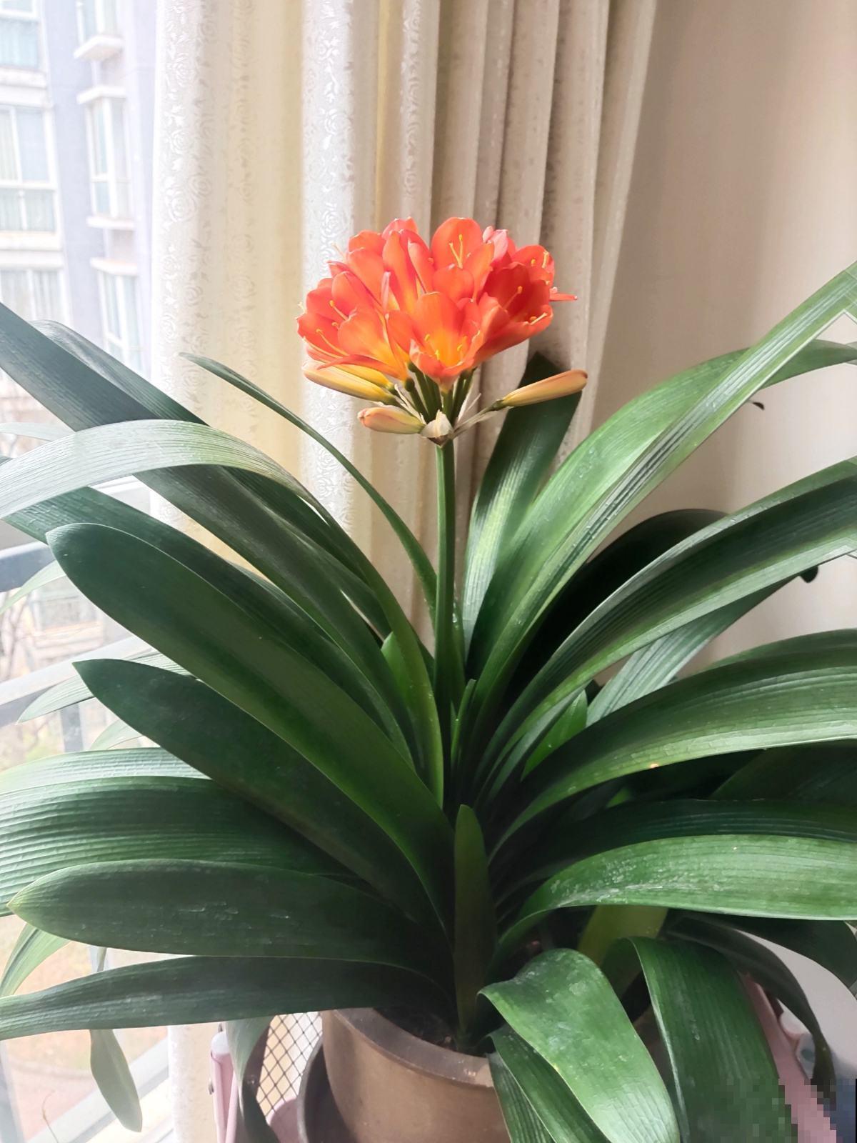 春天养君子兰,5个技巧赶紧背过,花箭嗖嗖蹿,叶子油绿厚实 春天养君子兰,5个技巧赶紧背过,花箭嗖嗖蹿,叶子油绿厚实