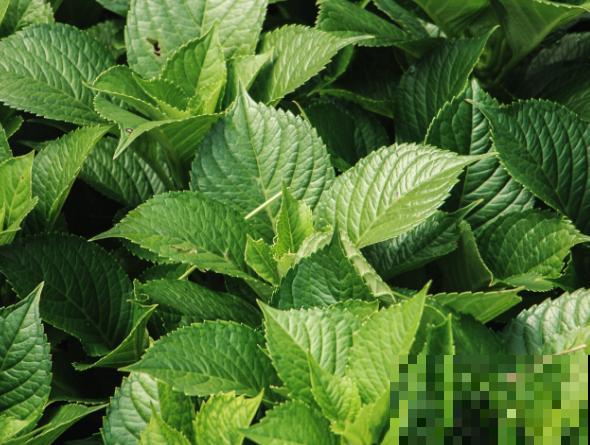 绣球花粉色变绿色，是一种返祖现象，多晒阳光就能恢复