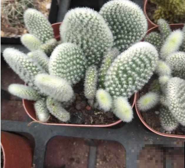 超耐旱的仙人掌，半个月浇一次水，照样开出“大荷花”