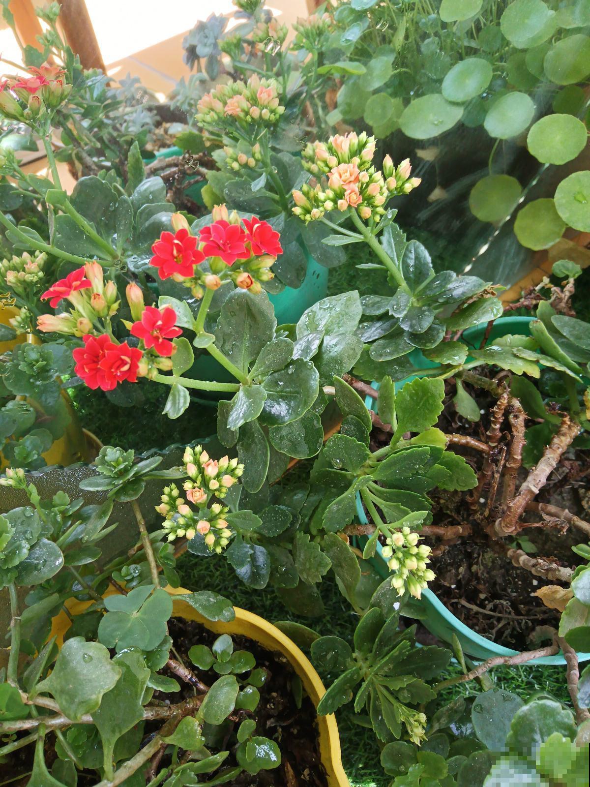 买回家的花总掉花苞,原因出在4个地方,赶紧改正还能开花 买回家的花总掉花苞,原因出在4个地方,赶紧改正还能开花